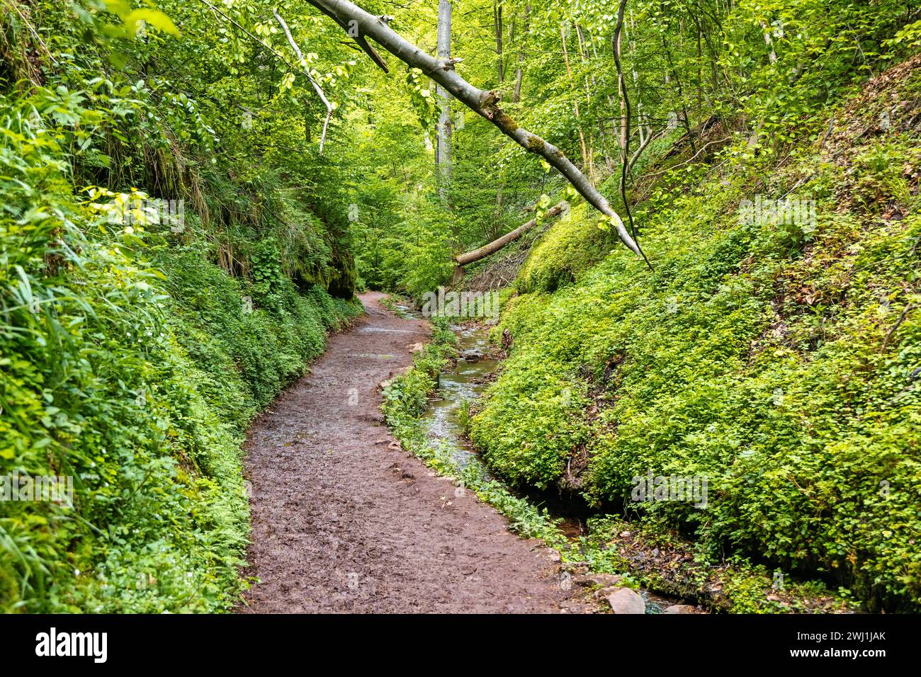 Wandern in der Drachenschlucht Eisenach Thüringen Stockfoto
