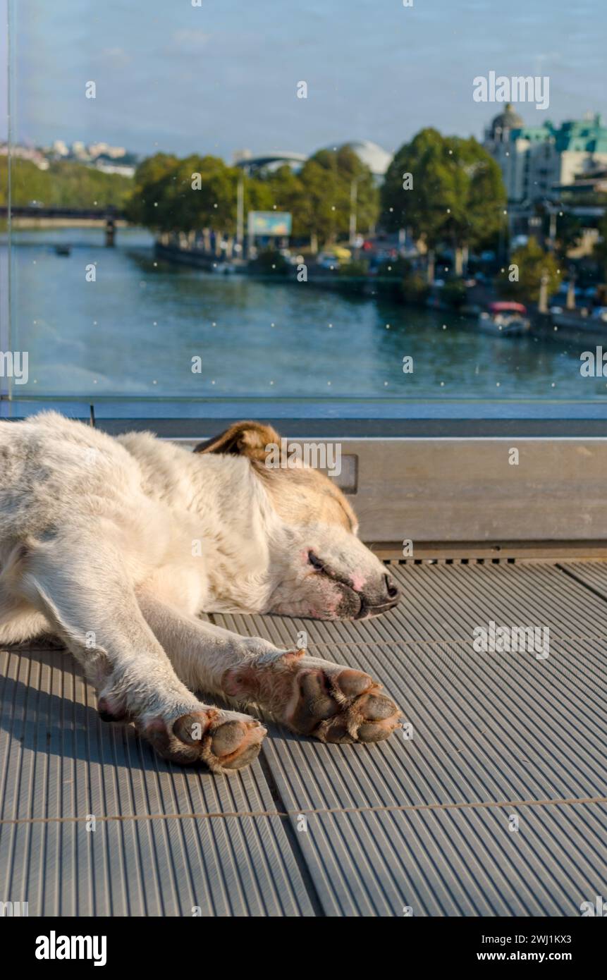 Weißrothaariger Hund schläft auf einer Fußbrücke über den Fluss Kura in Tiflis, Georgien Stockfoto