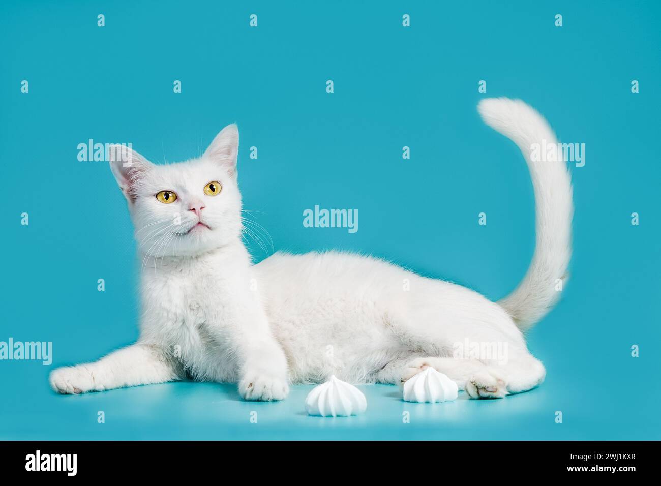 Weiße zufriedene Katze liegt auf einem türkisfarbenen Hintergrund neben Baiser Stockfoto