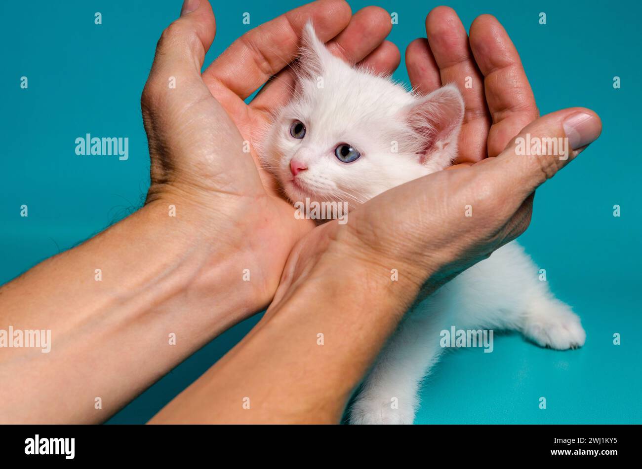 Kleines Kätzchen in männlichen Palmen auf türkisfarbenem Hintergrund Stockfoto