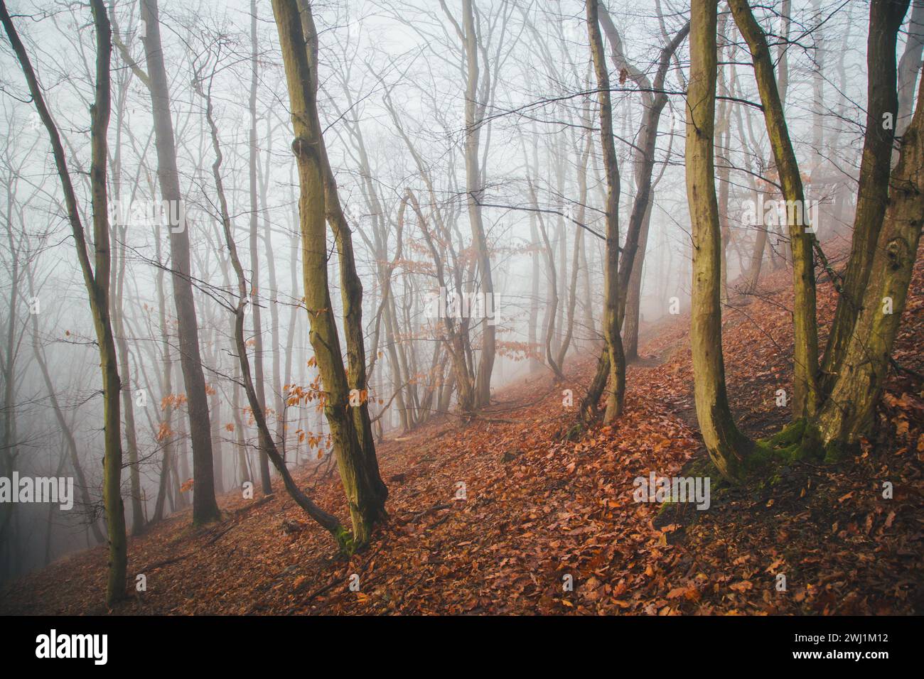 Nebeliger Februarmorgen - Wandern im Naturschutzgebiet Drbákov – Albertovy skály an der Moldau, Tschechien, Europa Stockfoto