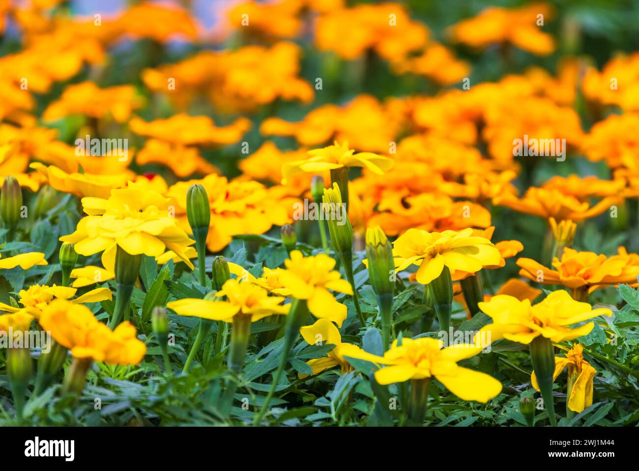 Natürlicher Hintergrund mit dekorativen orangegelben Blüten. Tagetes ist eine Gattung von ein- oder mehrjährigen, meist krautigen Pflanzen aus der Familie der Sonnenblumen Stockfoto