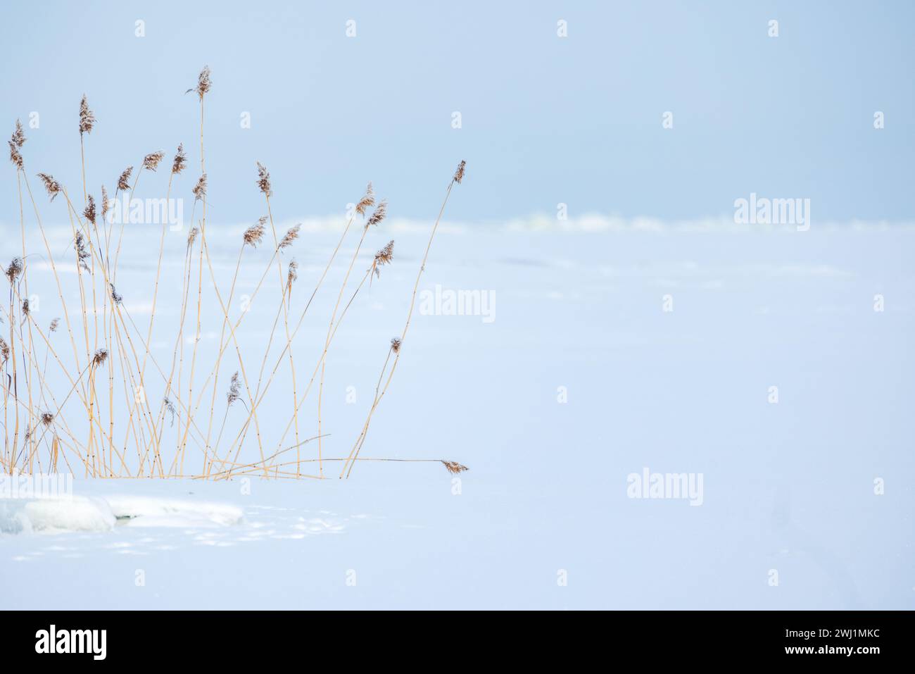 Landschaft mit trockenem Küstenroh an einem Wintertag, natürliches Hintergrundfoto mit weichem selektivem Fokus. Gefrorene Ostseeküste Stockfoto