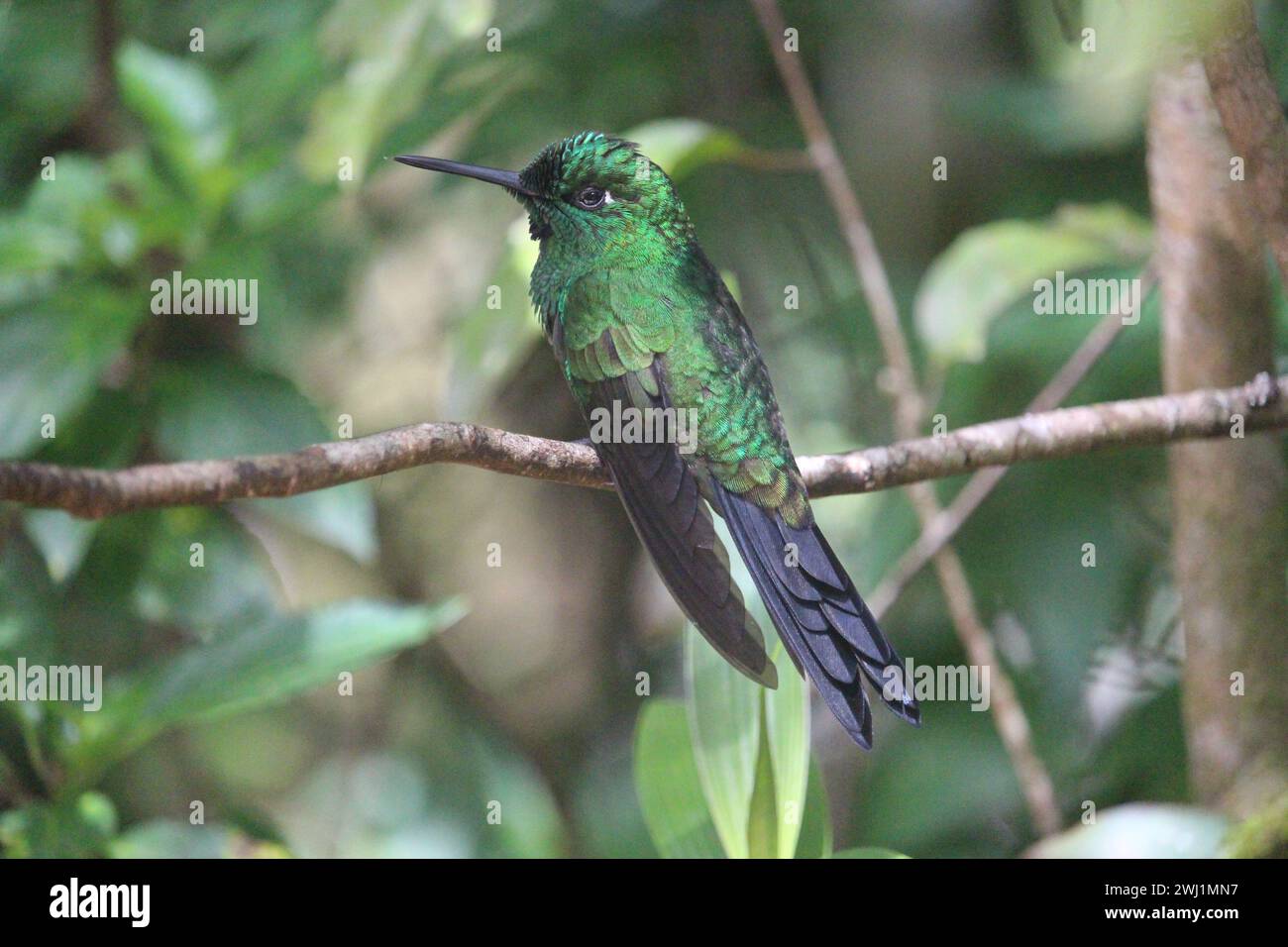 Kolibri im Kolibri Garden im Monteverde Cloud Forest Stockfoto