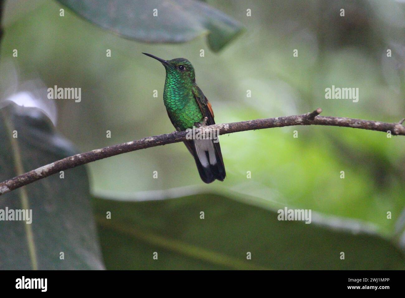 Kolibri im Kolibri Garden im Monteverde Cloud Forest Stockfoto