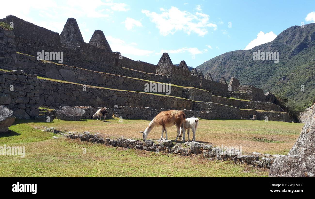 Lamas in Machu Picchu Stockfoto