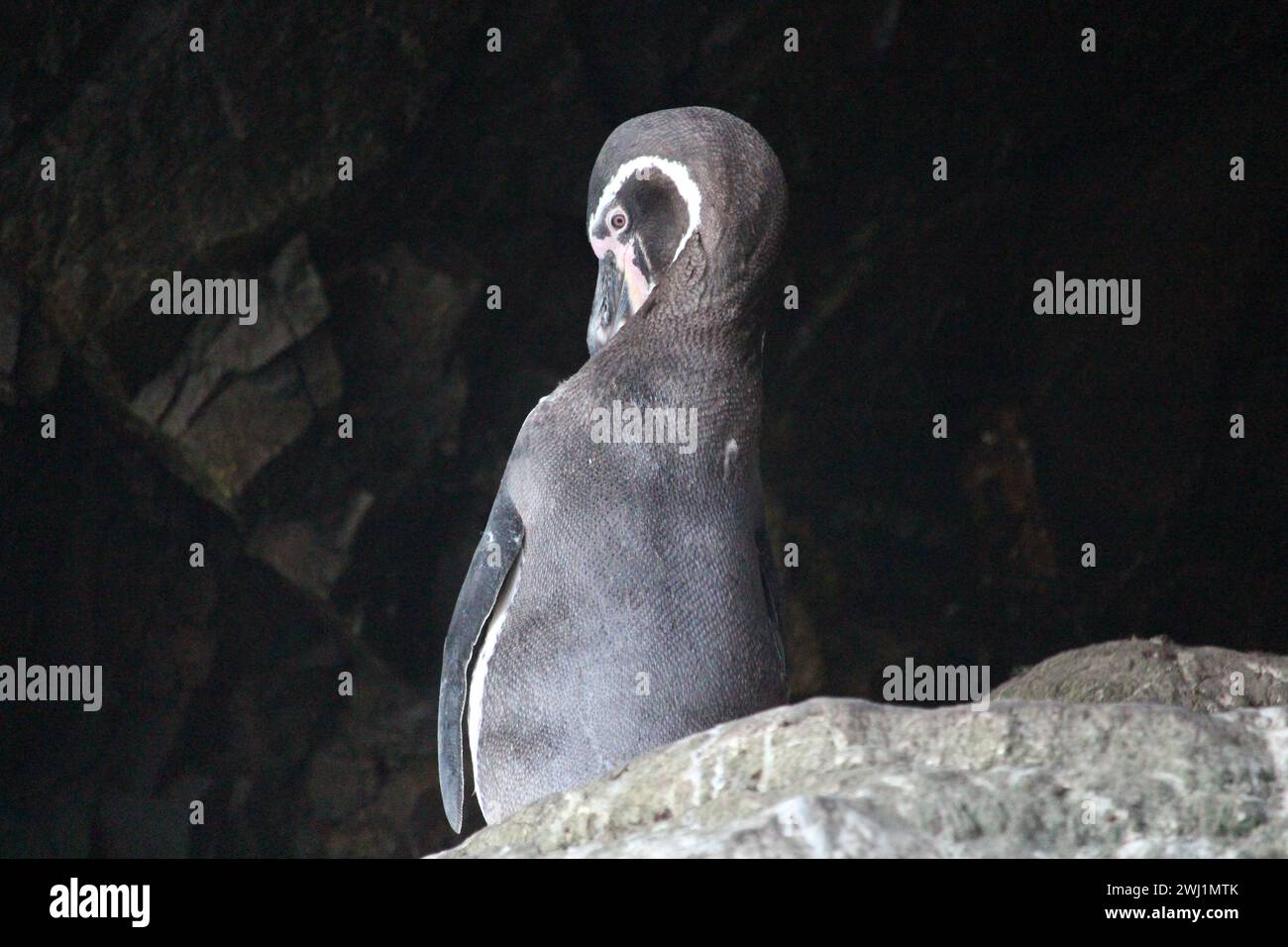 Ein Humboldt-Pinguin auf den Ballestas-Inseln in Peru Stockfoto