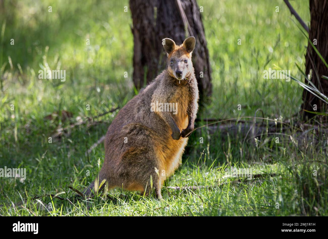 Ein schüchternes Sumpfwallaby (Wallabia bicolor), auch bekannt als schwarzes Wallaby, hält ein wachsames Auge aus. Das kleine Beuteltier, das in Australien gefunden wurde, hat eine Besonderheit Stockfoto