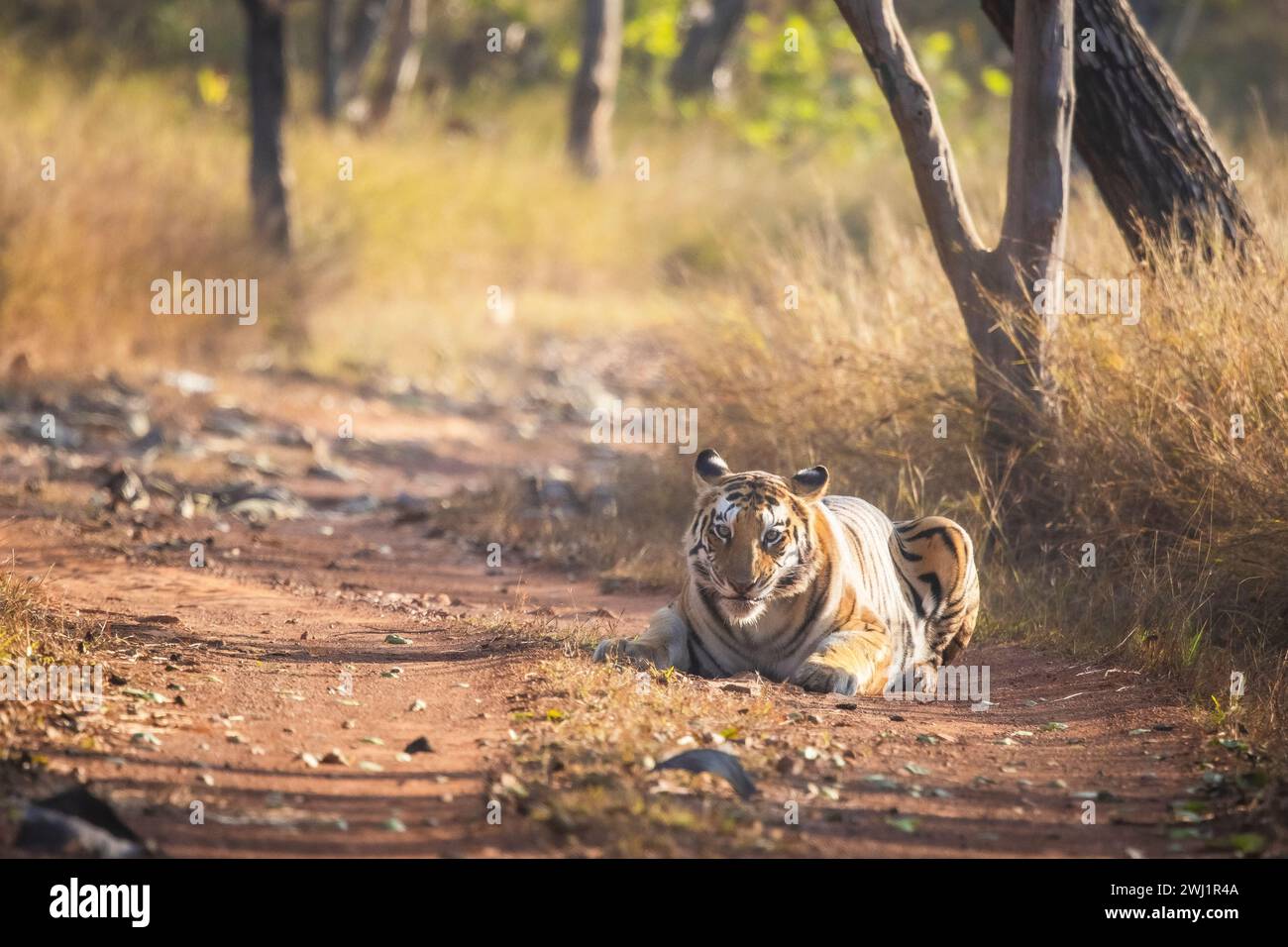 Königlicher Bengaltiger, Panthera tigris, weiblich, Panna Tiger Reserve, Madhya Pradesh, Indien Stockfoto
