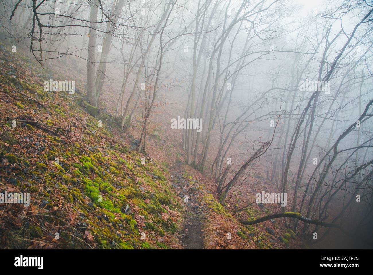 Nebeliger Februarmorgen - Wandern im Naturschutzgebiet Drbákov – Albertovy skály an der Moldau, Tschechien, Europa Stockfoto