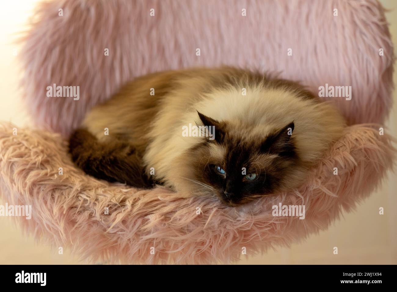 Ragdoll-Katze und rosa Stuhl Stockfoto