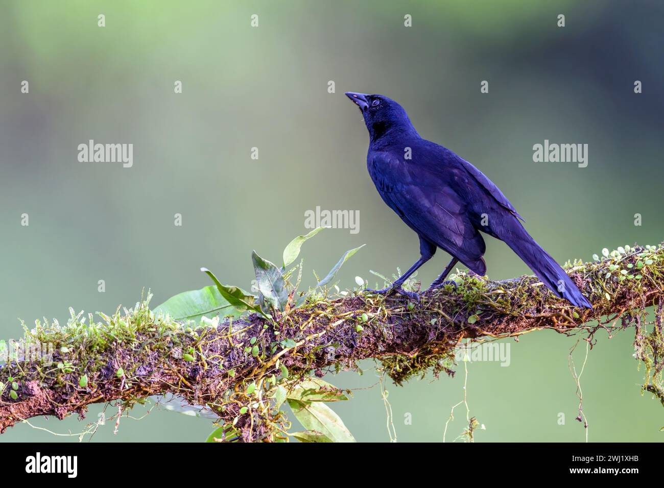 Melodischer Amboss (Tauchgänge) aus Boca Tapada, Costa Rica. Stockfoto