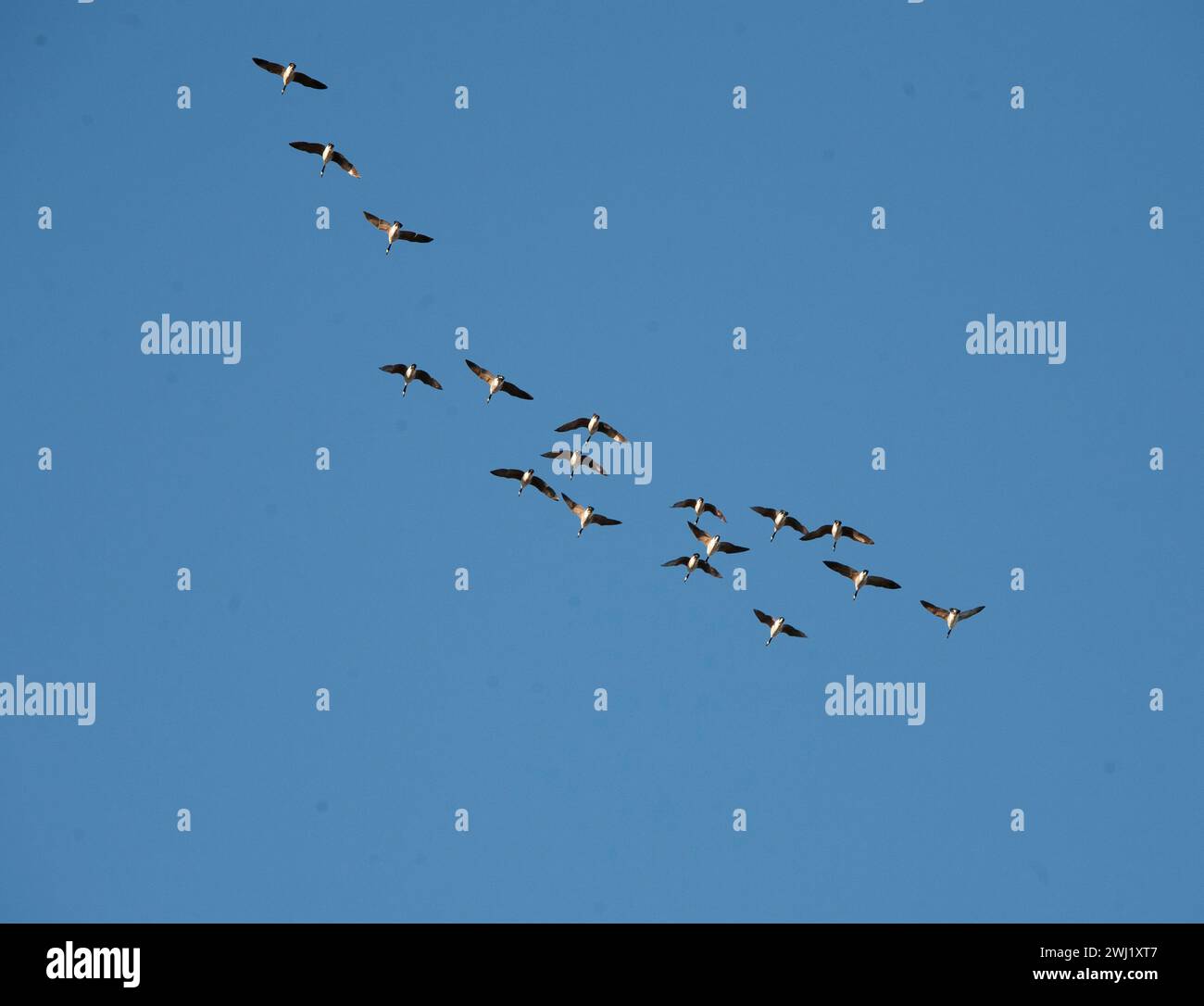 KANADISCHE GÄNSE in V-Formation bei Herbstwanderung Stockfoto