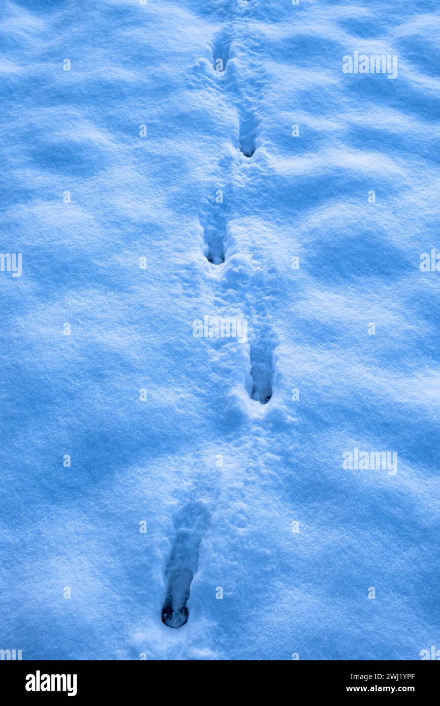 Individuelle Fußabdrücke im Schnee Stockfoto