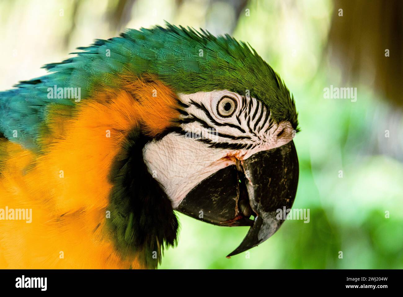 Blau-gelber Aras-Papagei im Dschungel Stockfoto