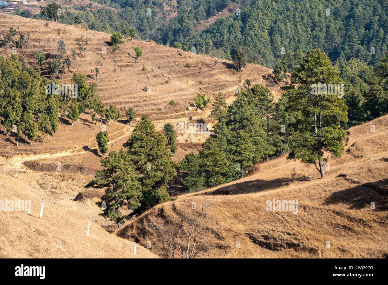 Einige Dry Grassy Rolling Hills mit immergrünen Bäumen. Stockfoto