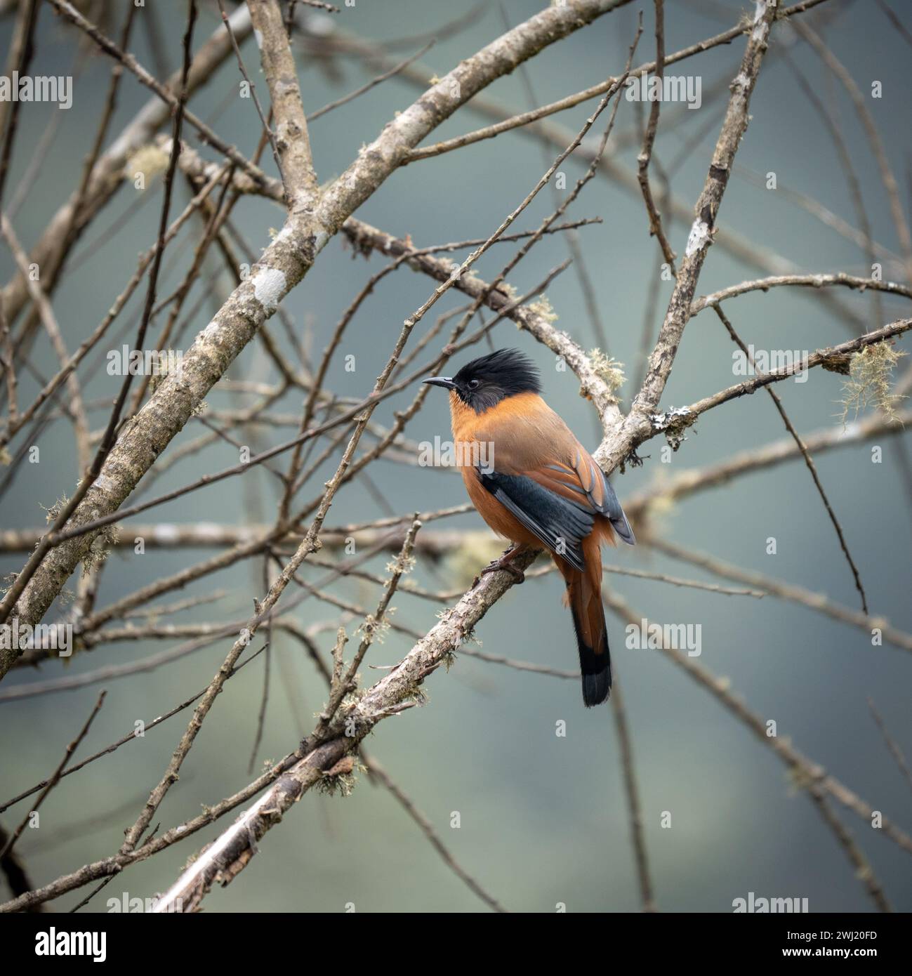 Eine ruchige Sibia, die auf einem Baum ohne Blätter steht. Stockfoto