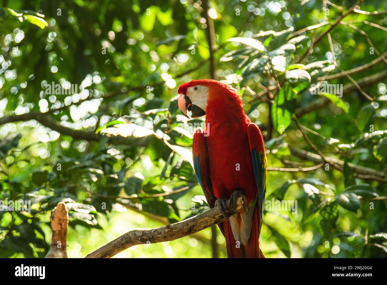 Scharlachroter Ara Papagei sitzt auf dem Ast im wilden Dschungel Stockfoto