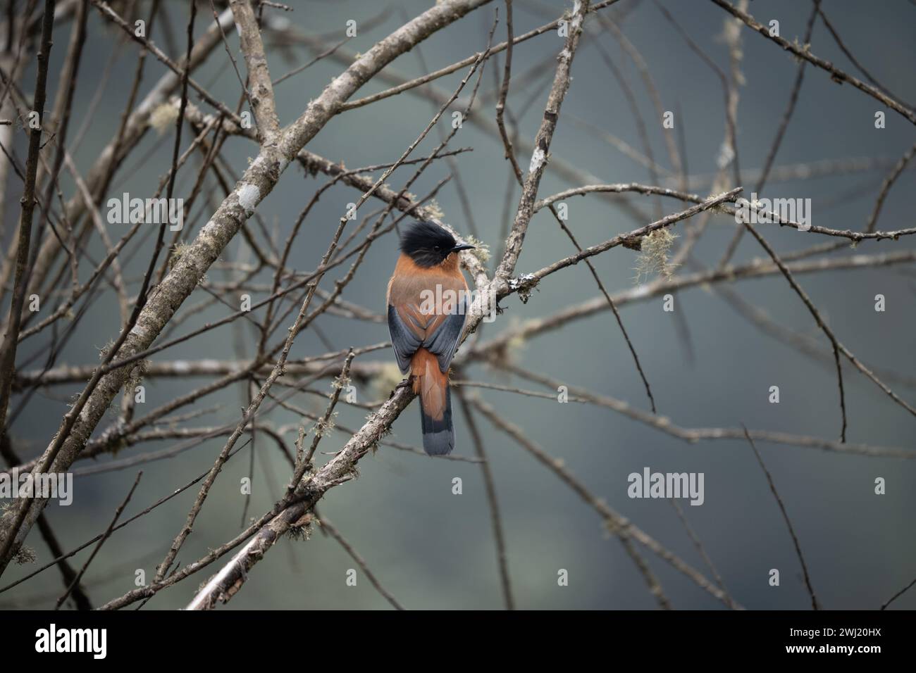 Eine ruchige Sibia, die auf einem Baum ohne Blätter steht. Stockfoto