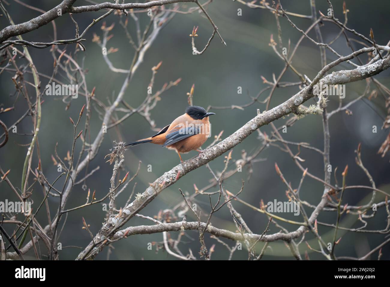 Eine ruchige Sibia, die auf einem Baum ohne Blätter steht. Stockfoto