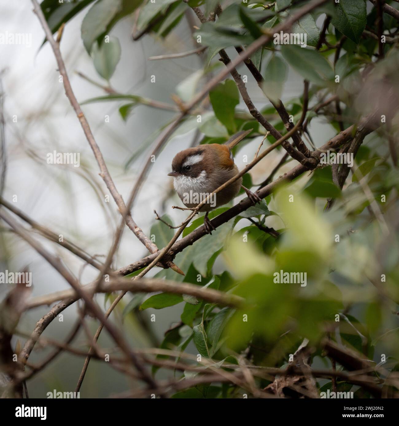 Eine weiß-Brauen-Fulvetta, die auf einem Zweig im Baumdach thront. Stockfoto