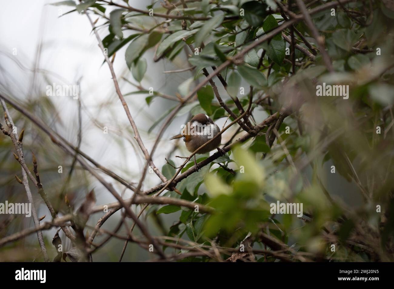 Eine weiß-Brauen-Fulvetta, die auf einem Zweig im Baumdach thront. Stockfoto