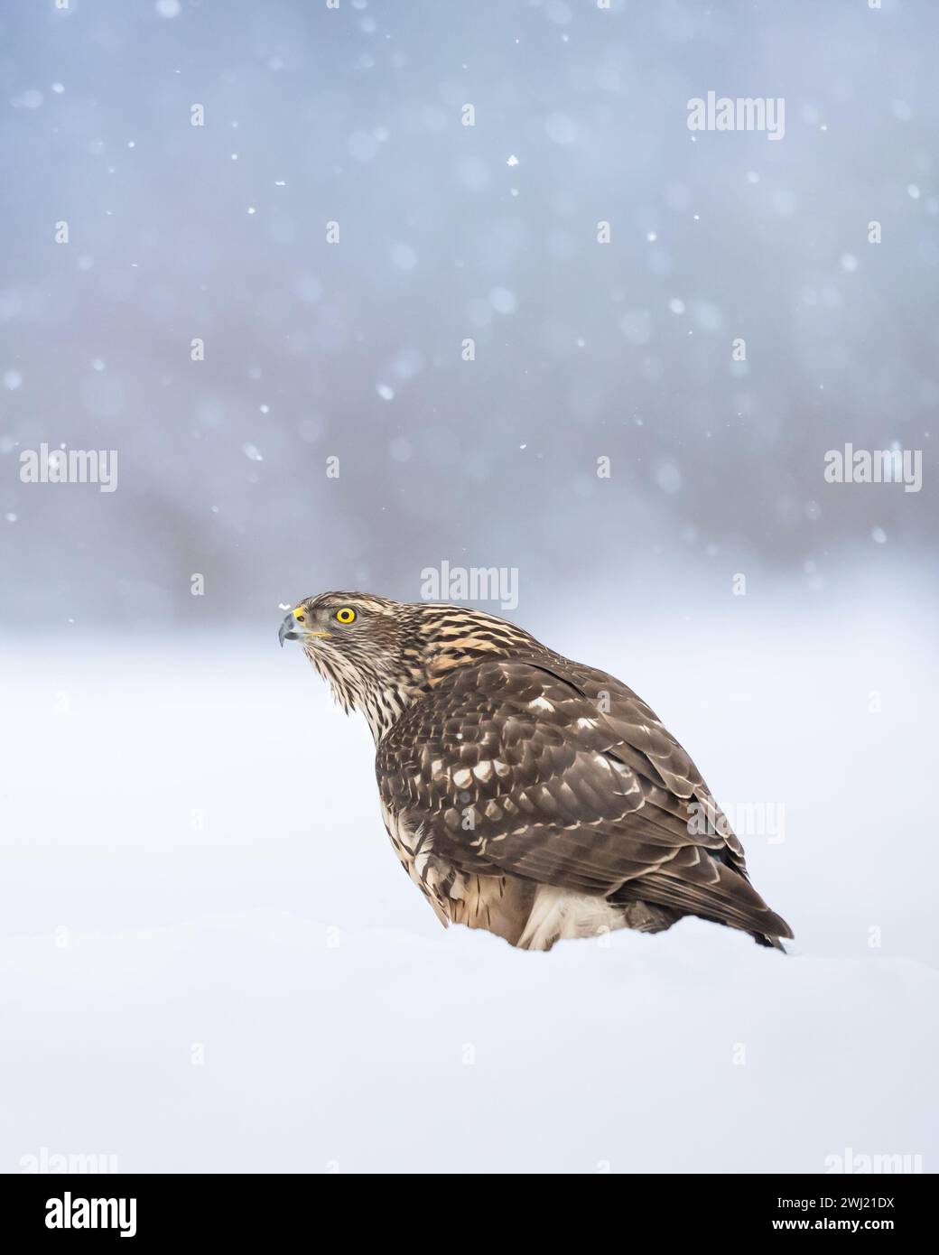 Greifvögel Goshawk Accipiter gentilis Vogeljagd Zeit Polen Europa Stockfoto