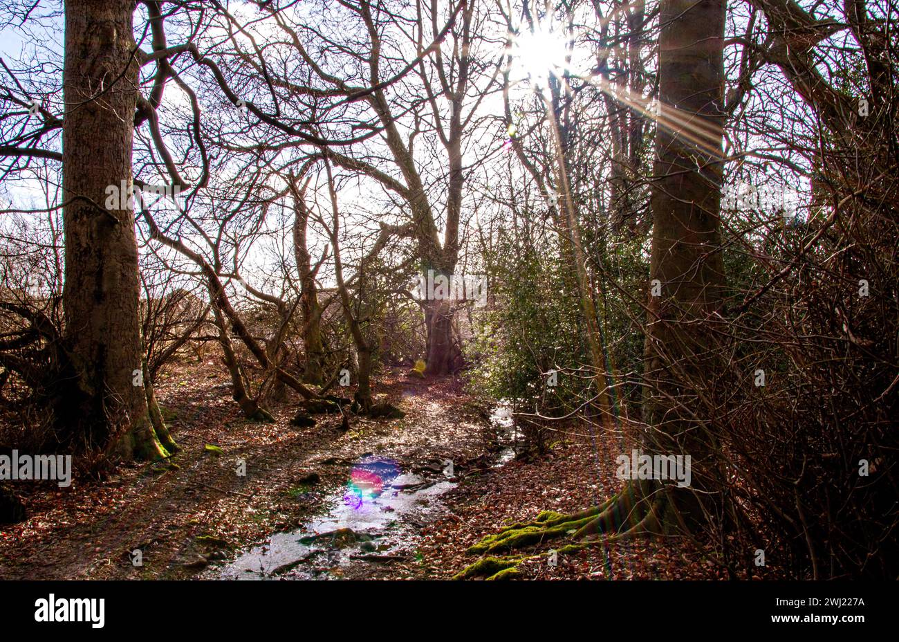 Wunderschöne Wintersonne im Trottick Wildlife and Nature Reserve in Dundee, Schottland Stockfoto