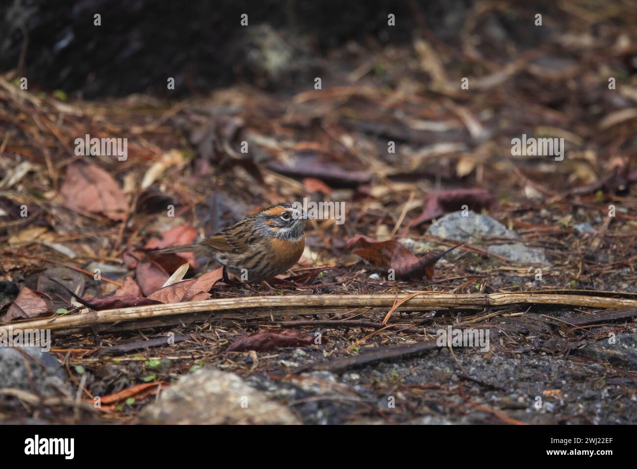 Rufenbrüste Accentor, Prunella strophiata, Pangolakha Wildlife Sanctuary, Sikkim, Indien Stockfoto