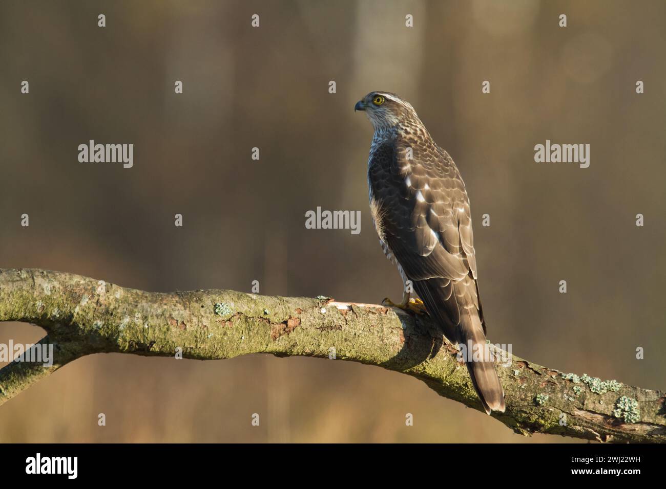 Raubvögel Sparrowhawk Accipiter nisus, Jagdzeitvogel auf dem Ast, Polen Europa Stockfoto