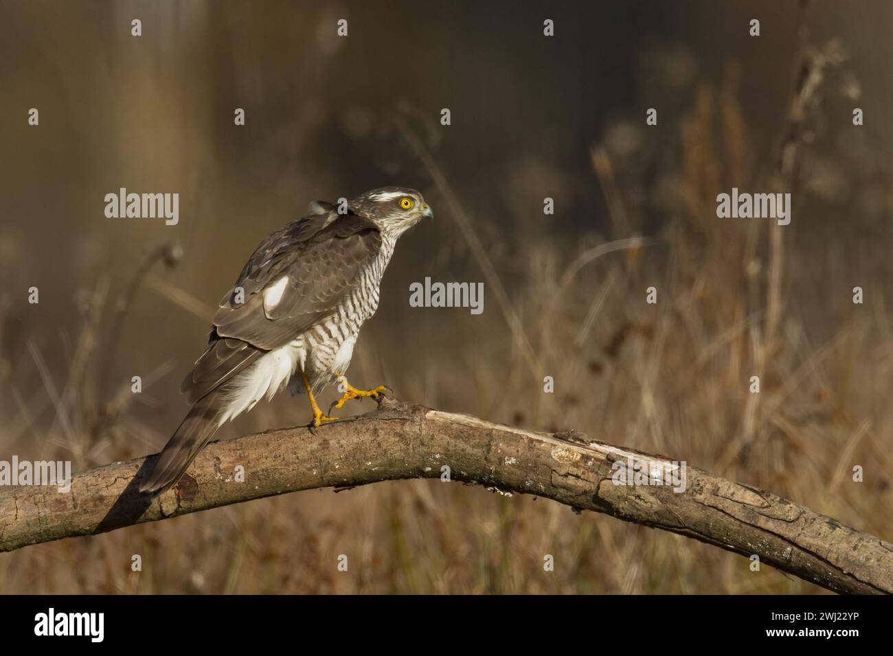 Raubvögel Sparrowhawk Accipiter nisus, Jagdzeitvogel auf dem Ast, Polen Europa Stockfoto
