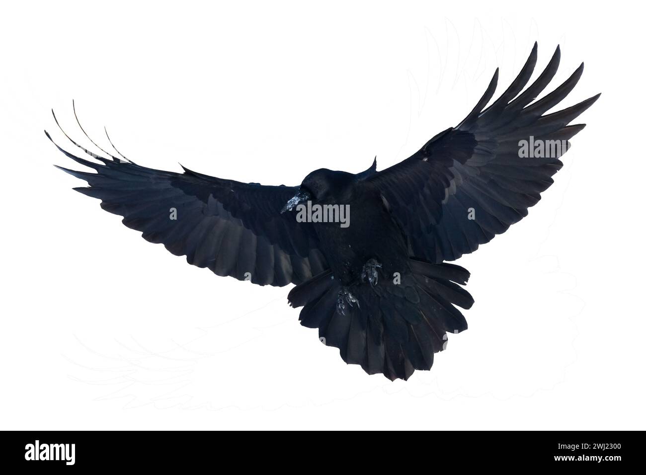 Vögel fliegen Raben isoliert auf weißem Hintergrund Corvus corax. Halloween-Silhouette eines großen schwarzen Vogels im Flug Stockfoto