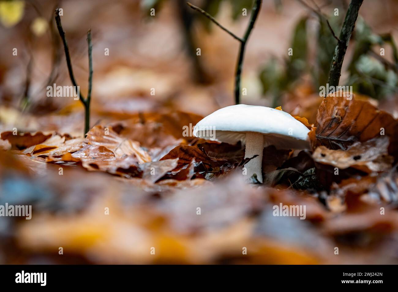 Todeskappenpilz Stockfoto