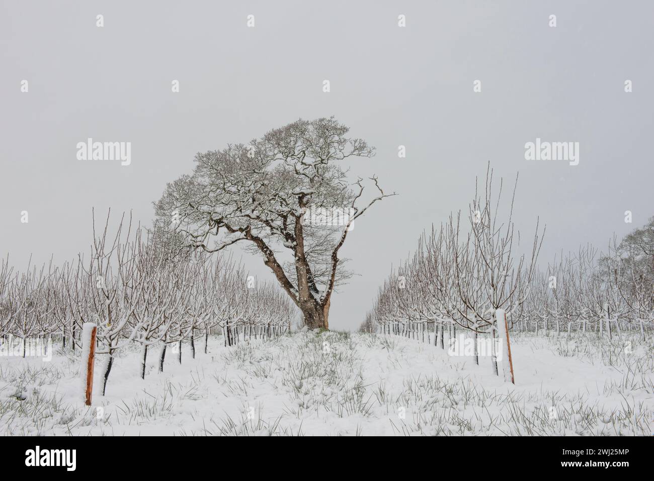 Apfelwein Apfelgarten im Winter, während des Schneesturms in Somerset, Thatchers Cider Stockfoto