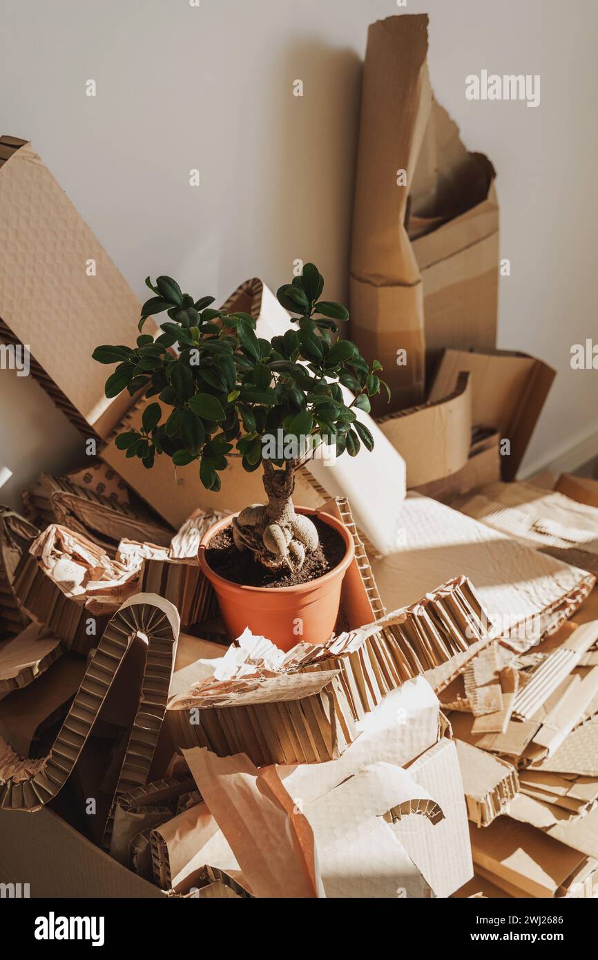 Stapel von Kartonabfällen und Ficus-Topfpflanzen zu Hause. Konzepte des Papierrecyclings und der Abfallsortierung und der Baumrettung Stockfoto