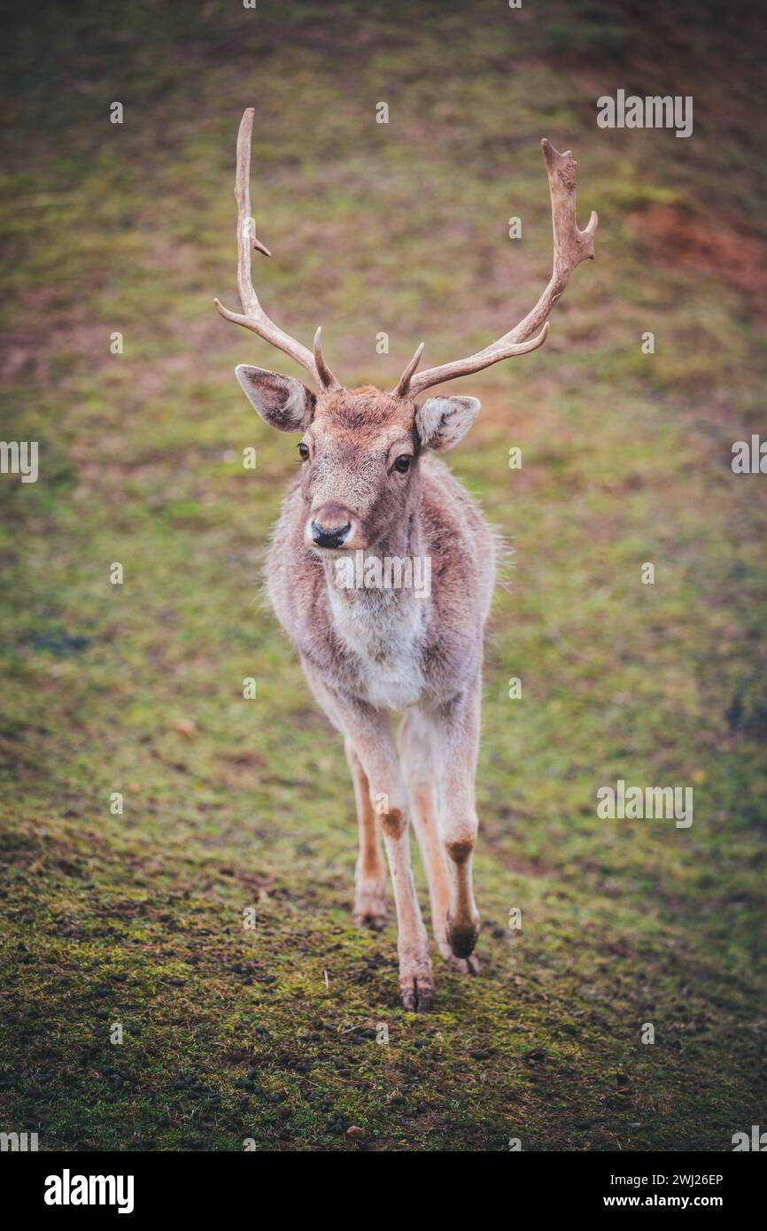 Hirschbock in Gefangenschaft (Dama dama) Stockfoto
