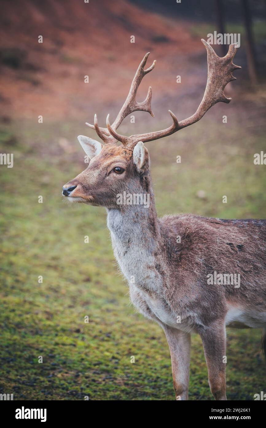 Hirschbock in Gefangenschaft (Dama dama) Stockfoto