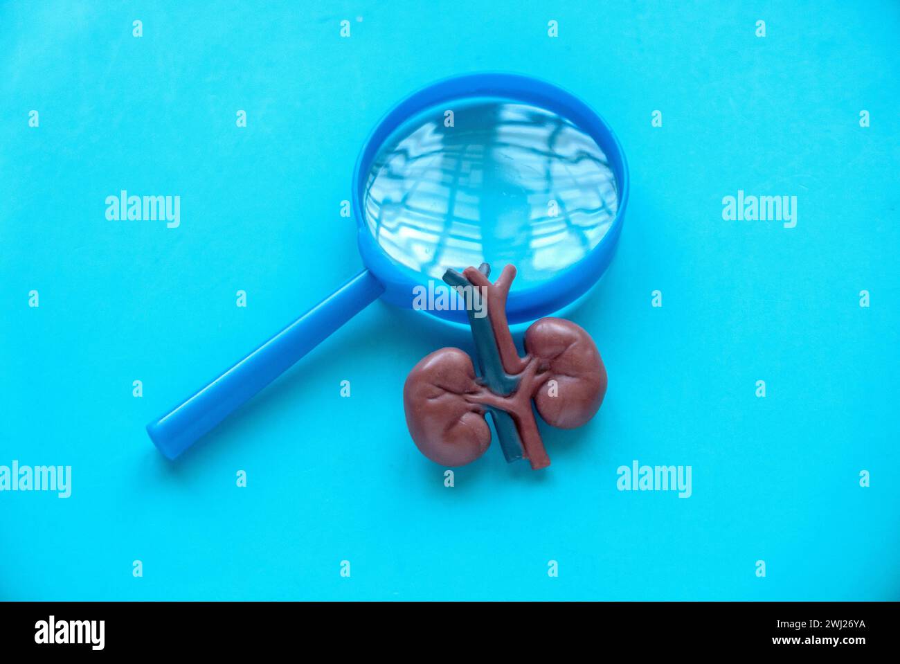 Konzept des Weltnierentages, des Nationalen Organspendertages, der Spende, der Diagnose, des Schutzes und der Behandlung. Banner für das Gesundheitswesen. Nierenmodell mit Vergrösserung Stockfoto