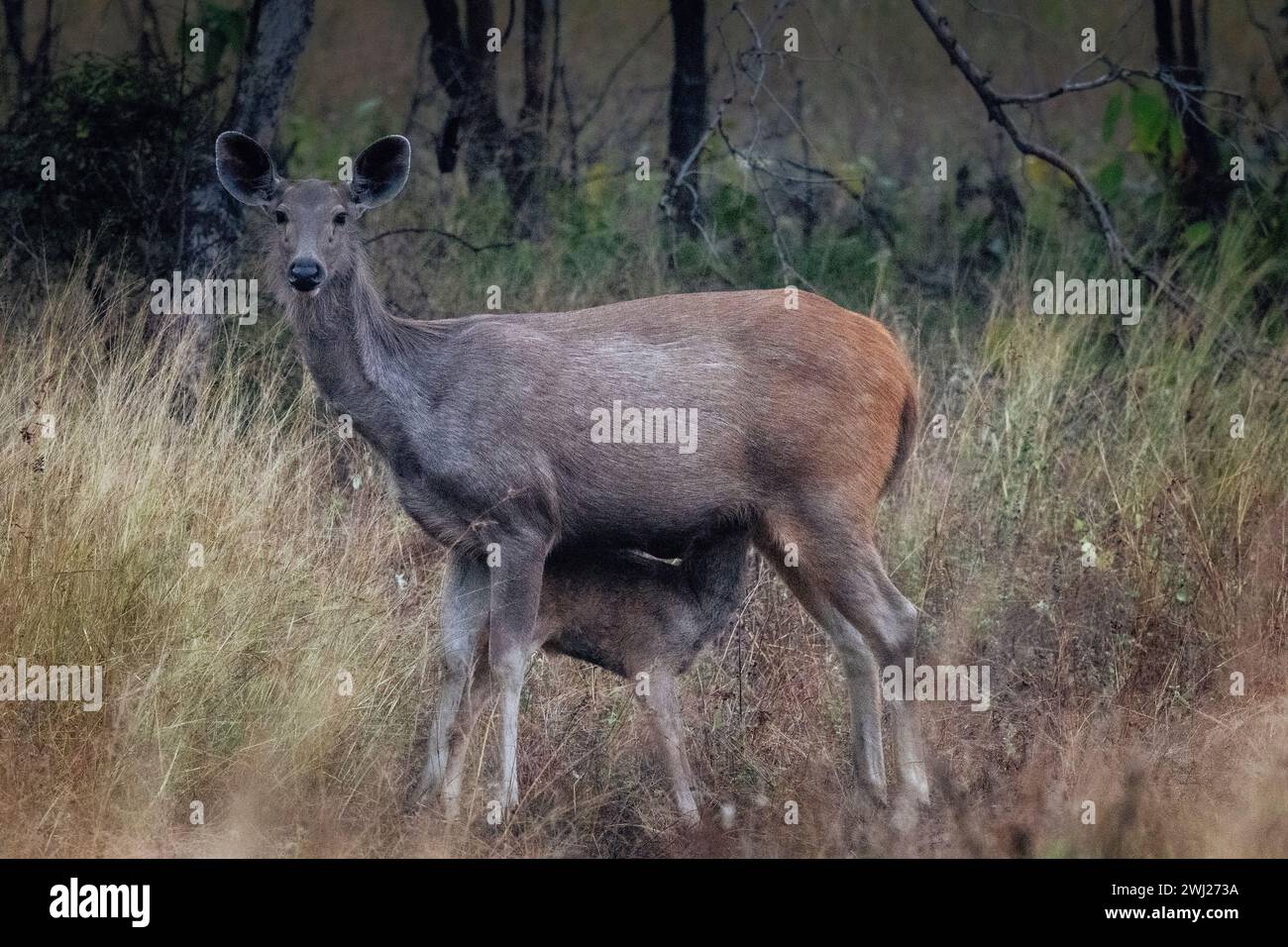 Sambarhirsch, Rusa einfarbig, weibliches Hirsch, Rehkitz, Madhya Pradesh, Indien Stockfoto