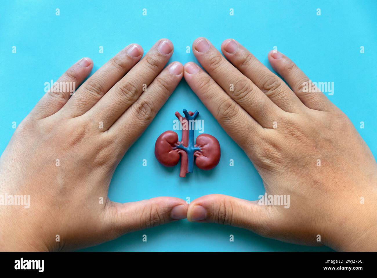Konzept des Weltnierentages, des Nationalen Organspendertages, der Spende, der Diagnose, des Schutzes und der Behandlung. Banner für das Gesundheitswesen. Handbedeckung Nierenmodell. Stockfoto