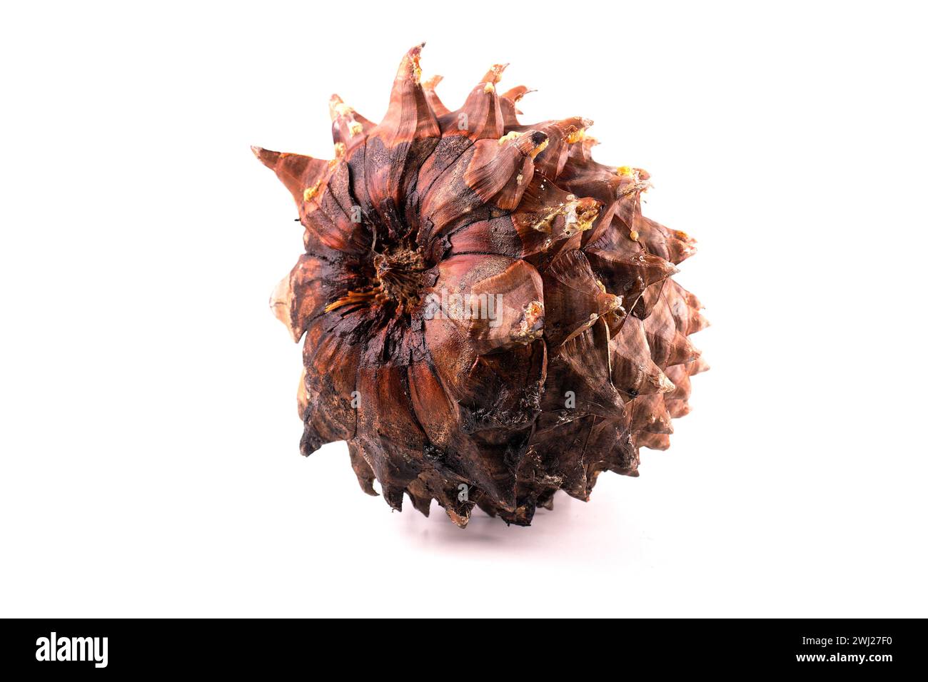 Nahaufnahme der Blätter eines Coulter-Pinecone mit fibonacci-Spiralen Stockfoto