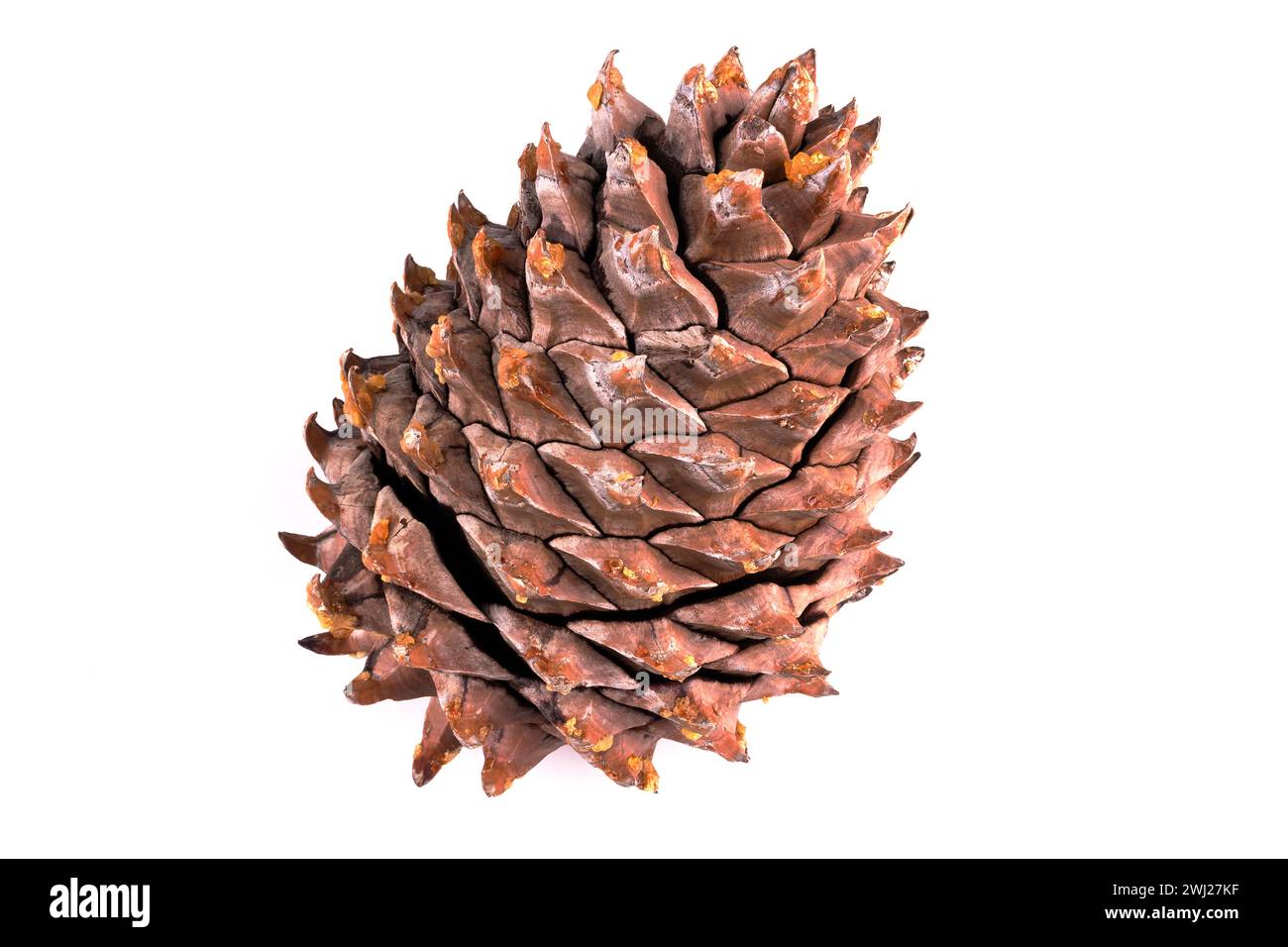 Nahaufnahme der Blätter eines Coulter-Pinecone mit fibonacci-Spiralen Stockfoto
