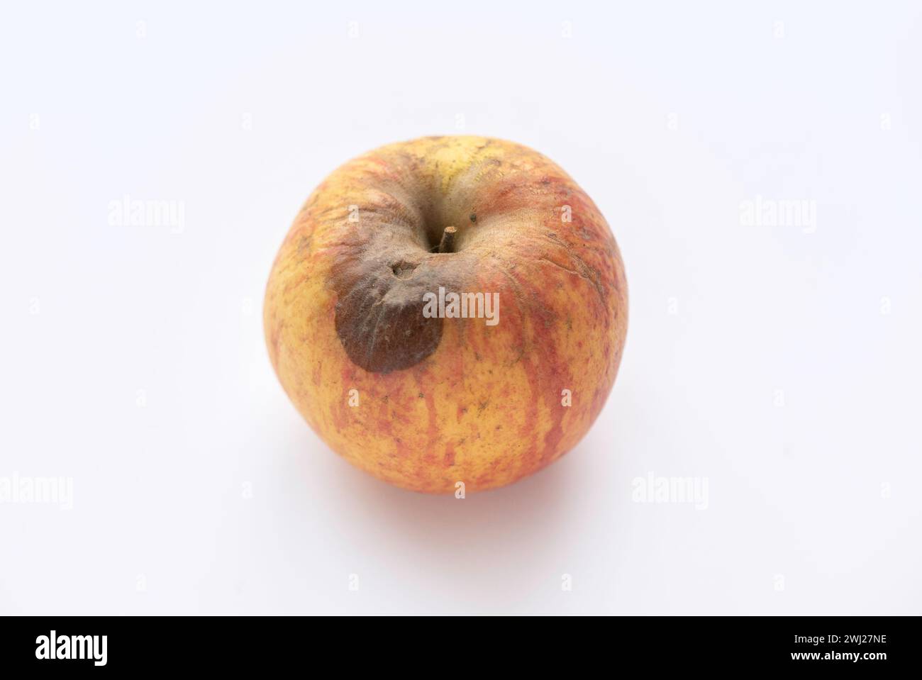 Verrottende Äpfel, Fäulnis und Lebensmittelverschwendung. Apfel isoliert auf weiß. Stockfoto