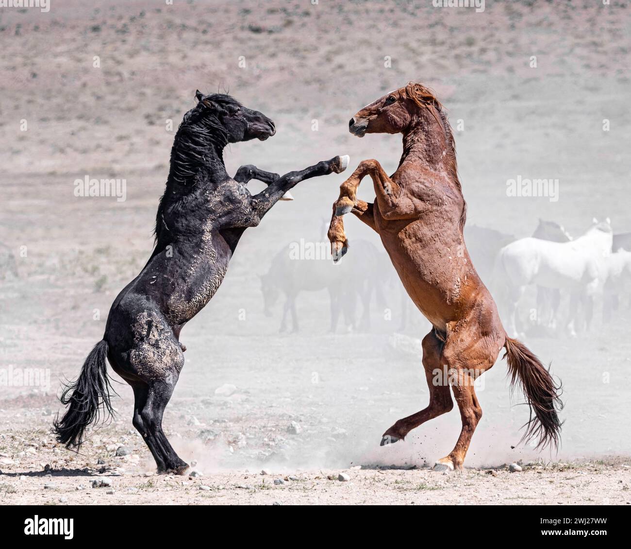 Die Wildpferdeherde des Onaqui Mountain hat eine leichte bis mittelschwere Struktur und ist in Farben wie Sauerampfer, roan, Buchleder, Schwarz, Palomino, und grau. Stockfoto