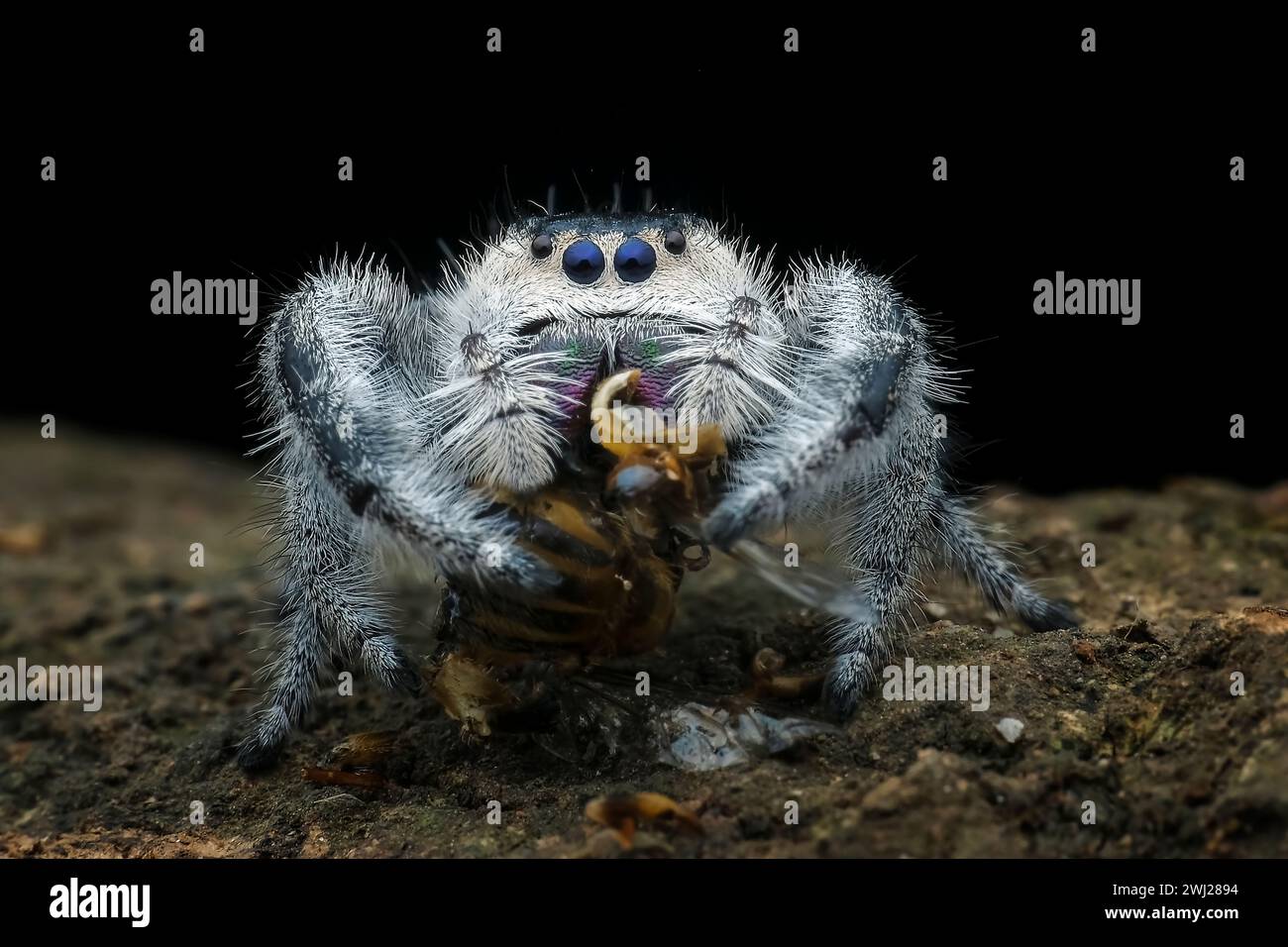 Springende Spinne mit schwarzem Hintergrund Stockfoto