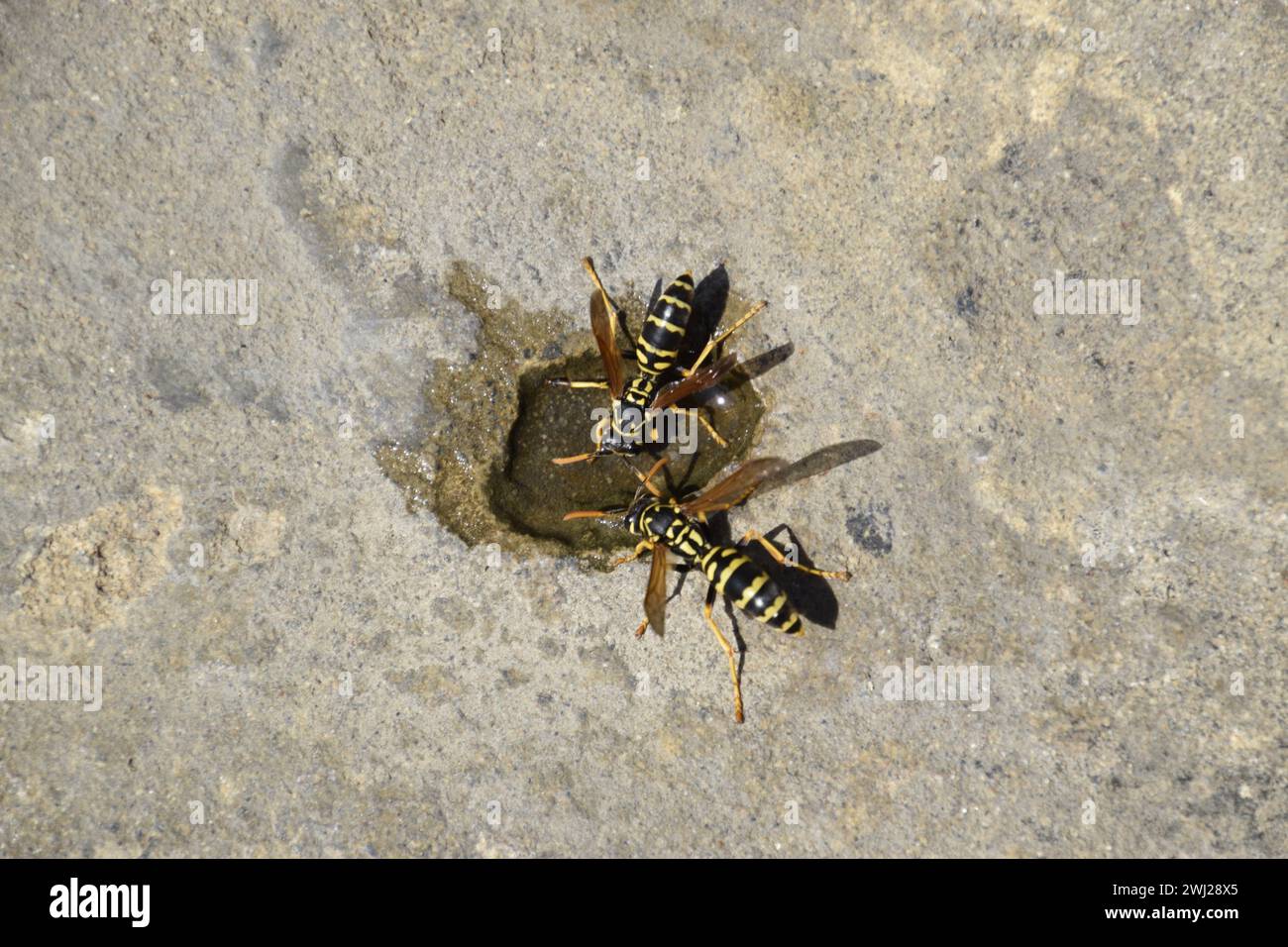 Die Wasps Polistes trinken Wasser Stockfoto