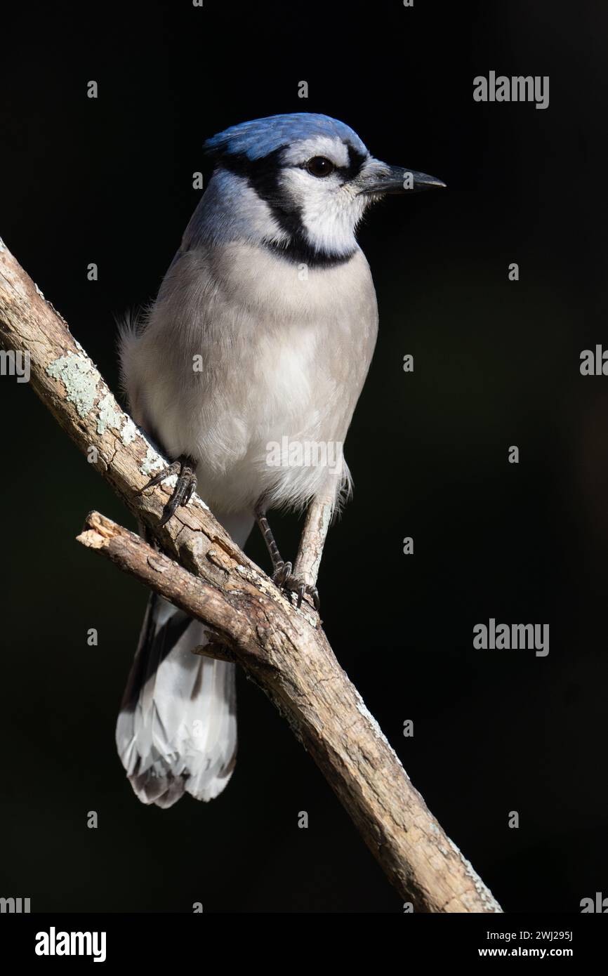 Ein blauer jay, der auf einem Ast thront Stockfoto