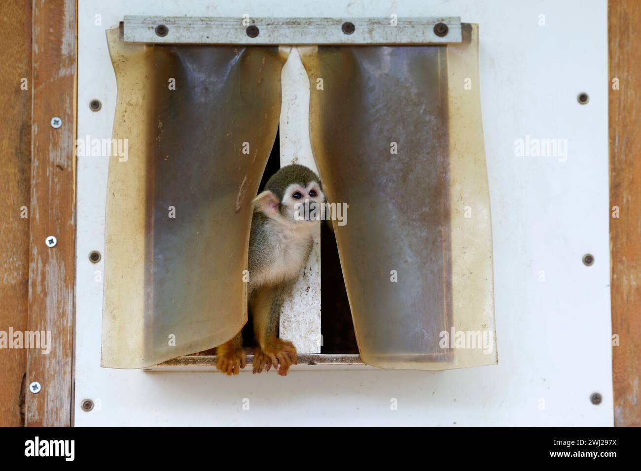 La Londe Les Maures, Frankreich. Februar 2024. © PHOTOPQR/LA PROVENCE/PENNANT Franck ; La Londe les Maures ; 12/02/2024 ; Quinze singes écureuils (ou Saimiri) ont été dérobés au jardin zoologique Tropical de La Londe les Maures dans le Var (83) dans la nuit du 26 au 27 janvier 2024. La Londes des Maures, Frankreich, 12. februar 2024. 15 Eichhörnchenaffen (oder Saimiri) wurden in der Nacht vom 26. Auf den 27. Januar 2024 aus dem tropischen zoologischen Garten La Londe les Maures in Var (83) gestohlen. Quelle: MAXPPP/Alamy Live News Stockfoto