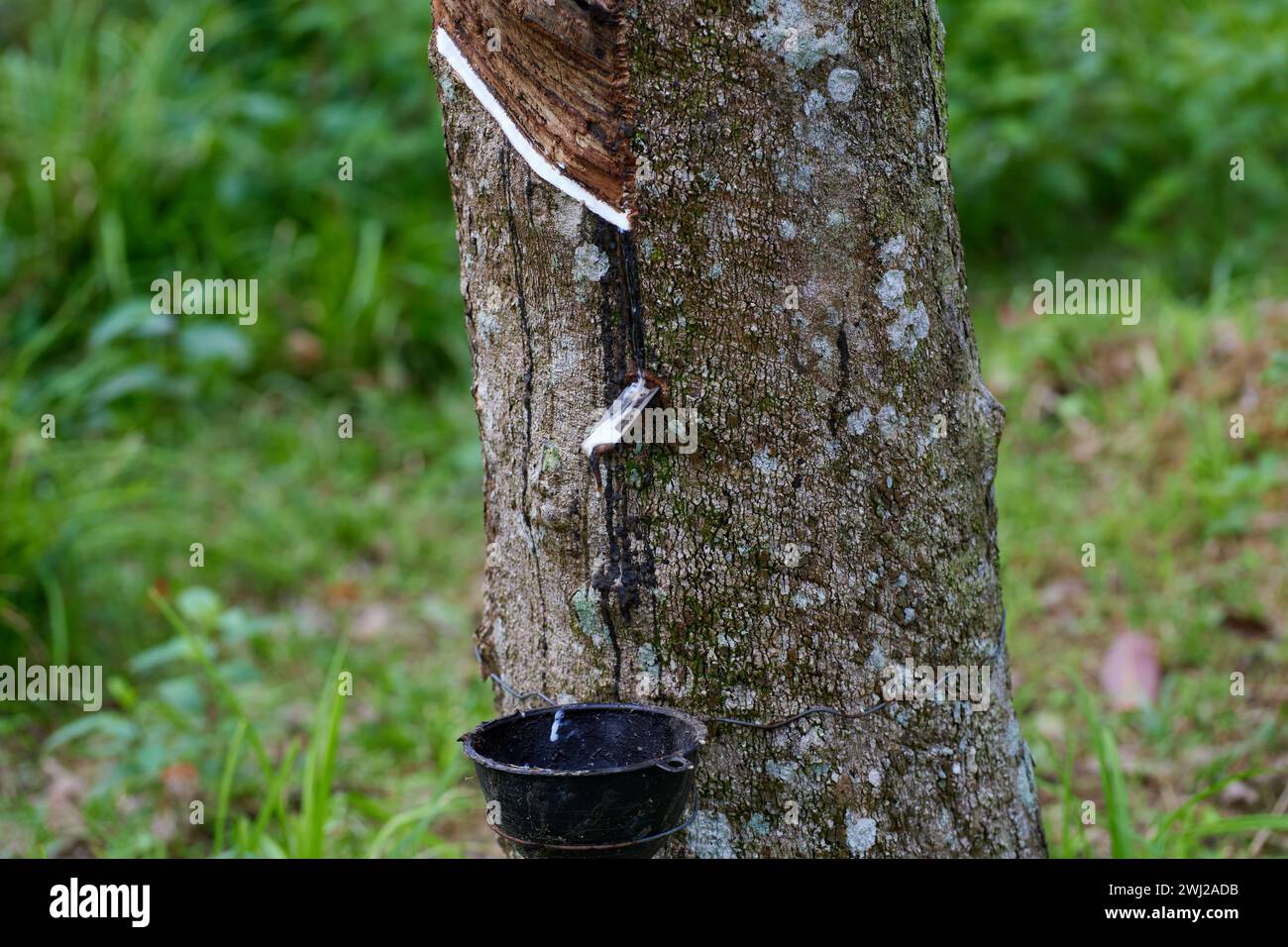 Milchlatex aus Gummibaum auf dem Feld Stockfoto