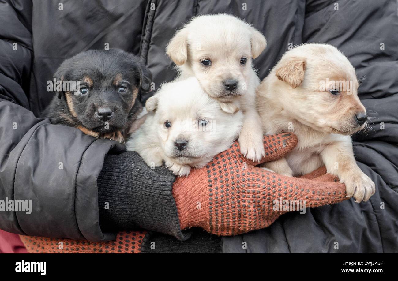 Ein Haufen kleiner Welpen in menschlichen Händen Stockfoto